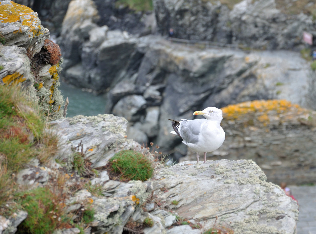 Möw - Tintagel 110908