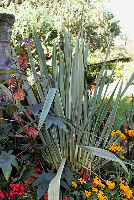 Phormium tenax