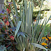 Phormium tenax