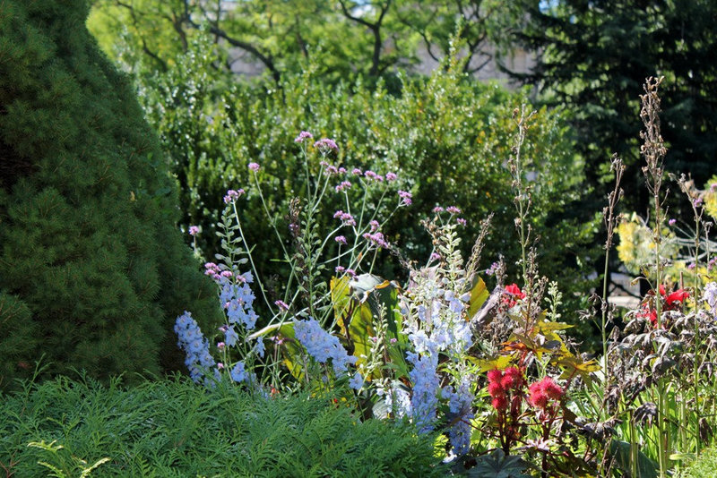 Massif à delphinium