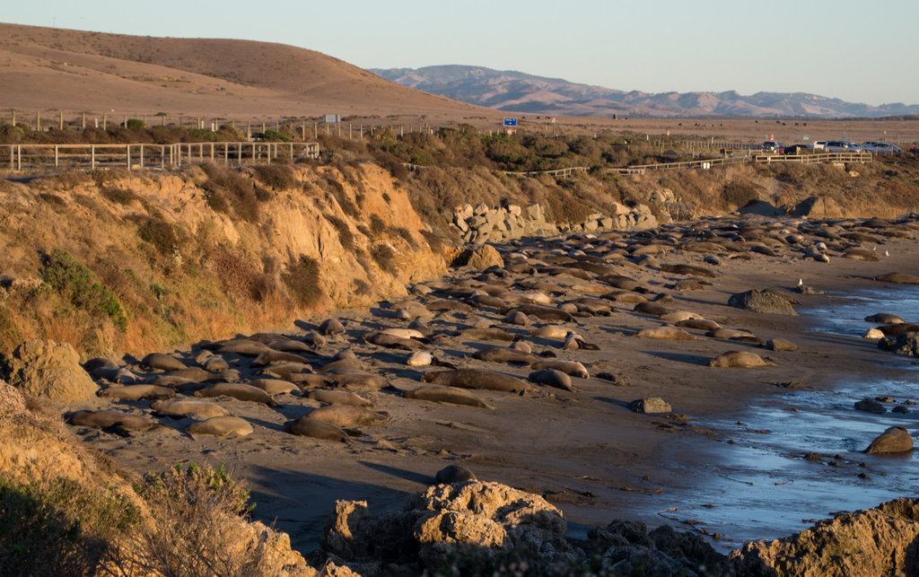 CA-1 Piedras Blancas Elephant Seals (1144)