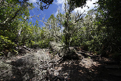 gomera