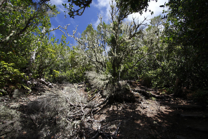 gomera