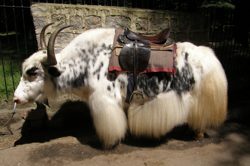 Tourist yak.....bien coiffe (Tibetan Harley Davidson)