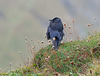 Pluster - Tintagel 110908