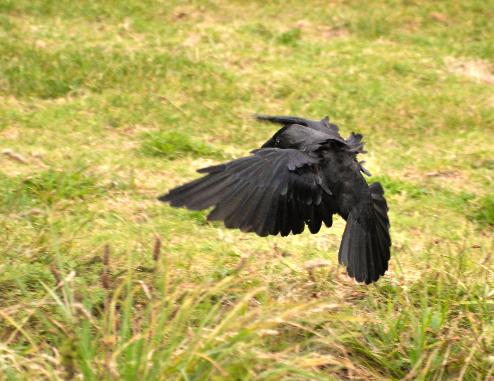 Landung - Tintagel 110908