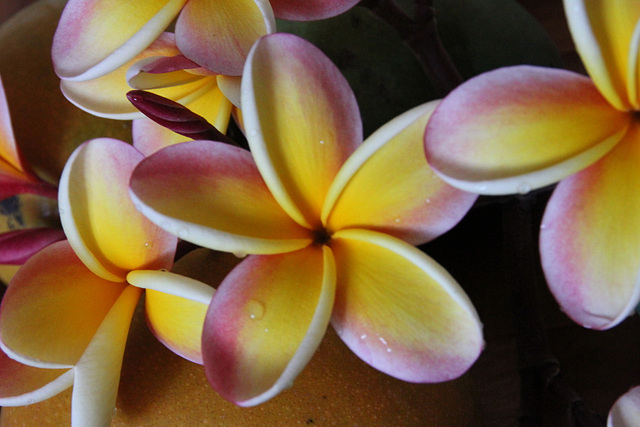 Plumeria