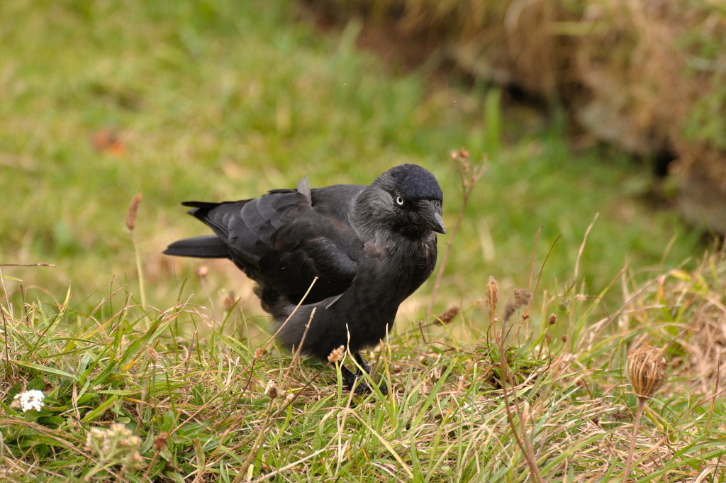 Dohle - Tintagel 110908