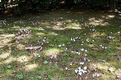 Cyclamen dans pelouse