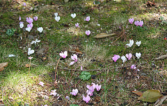 Cyclamen de Naples