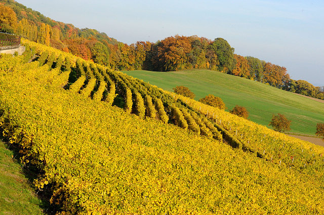 Vignoble du pied du Jura...