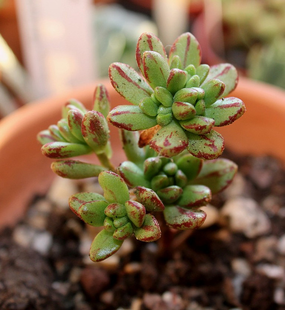 aeonium sedifolium