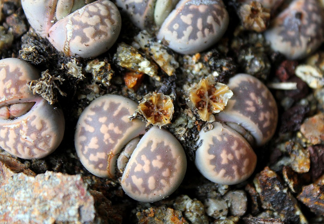 Capsules de Lithops-karasmontana bella (8)