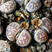 Capsules de Lithops-karasmontana bella (8)