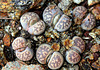 Capsules de Lithops-karasmontana bella (7)