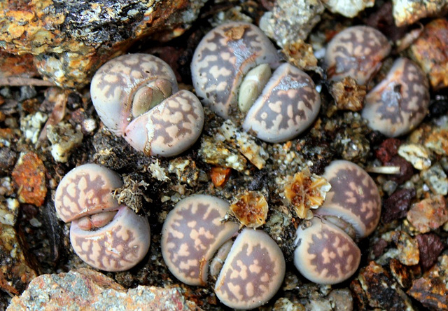 Capsules de Lithops-karasmontana bella (7)