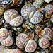 Capsules de Lithops-karasmontana bella (7)