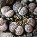 Capsules de Lithops-karasmontana bella (6)