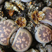 Capsules de Lithops-karasmontana bella (5)