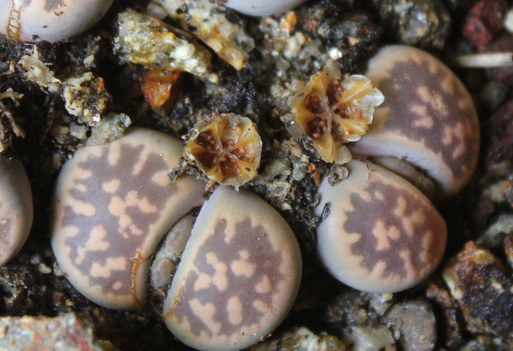 Capsules de Lithops-karasmontana bella (5)