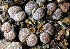 Capsules de Lithops-karasmontana ssp bella