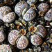 Capsules de Lithops-karasmontana ssp bella