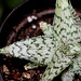 Aloe hybride x rauhi