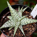 Aloe hybride x rauhi