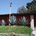 Agaves et lampadaire / Agaves and street lamp / Agaves y farola