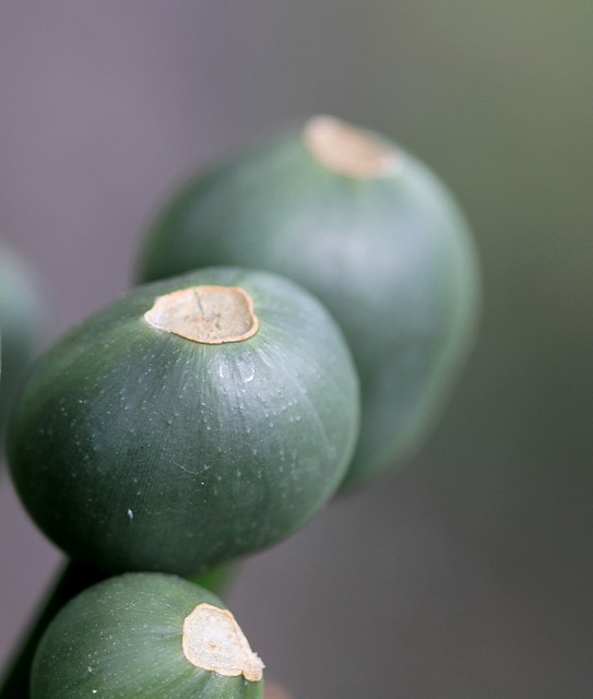 fruits de Clivia