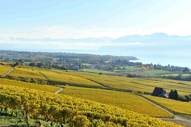 Vignoble de la Côte