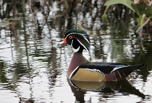 Canard branchu ( mâle )
