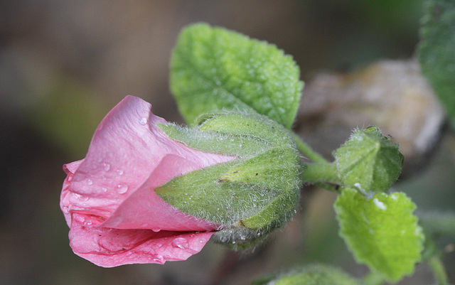 Rose trémière