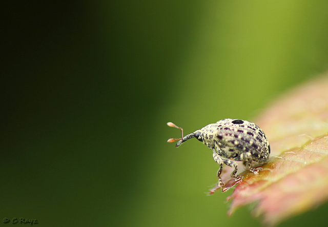 Cionus hortulanus