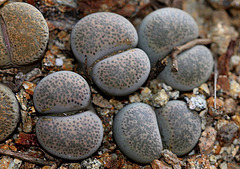 Lithops localis (terricolor) peersii- C 339