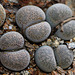 Lithops localis (terricolor) peersii- C 339