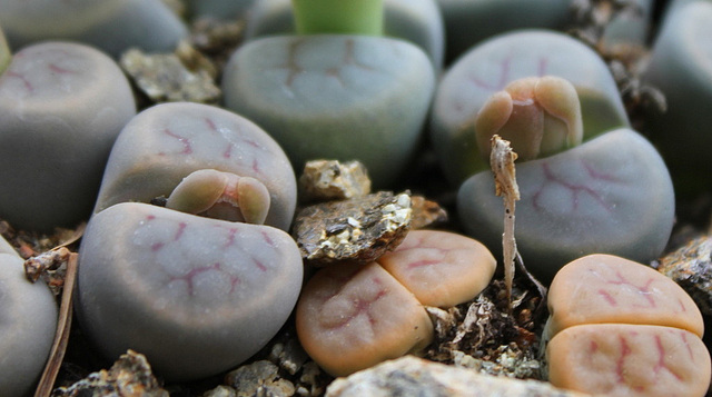 Lithops schwantesii v. marthae C 299