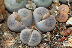 Lithops schwantesii v. marthae C 299