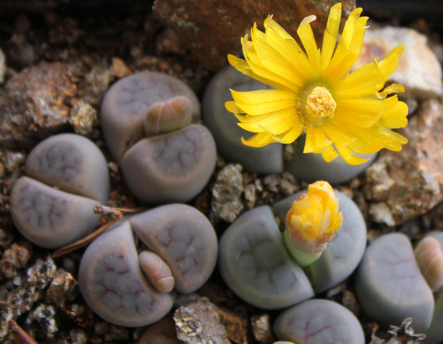 Lithops schwantesii v. marthae C 299