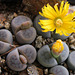 Lithops schwantesii v. marthae C 299