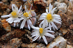 Lithops karasmontana v. lericheana