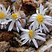 Lithops karasmontana v. lericheana