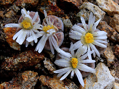 Lithops karasmontana v. lericheana