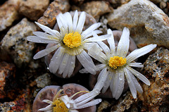 Lithops karasmontana v. lericheana