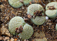 Lithops fulviceps Aurea C 363