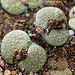 Lithops fulviceps Aurea C 363