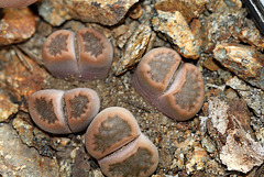 Lithops hallii v.ochracea