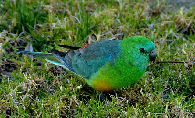 Grass parrot (milieu naturel)