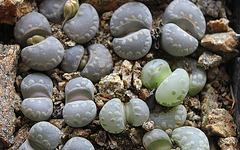 Lithops otzeniana C 128