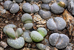 Lithops otzeniana C 128